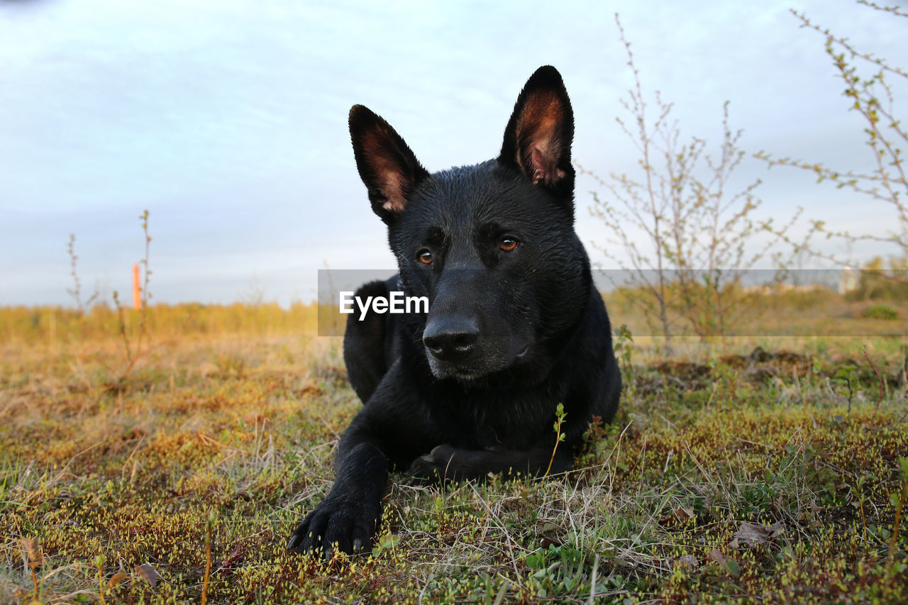 PORTRAIT OF BLACK DOG IN THE FIELD