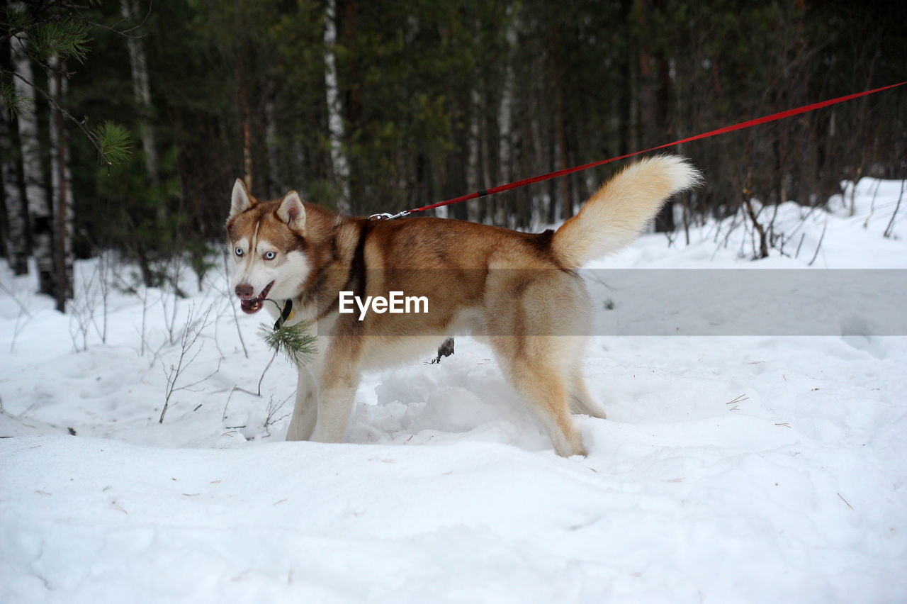 VIEW OF A DOG ON SNOW FIELD
