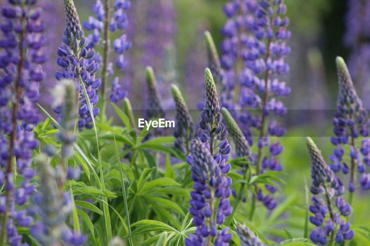 Close-up of purple flowers blooming in field