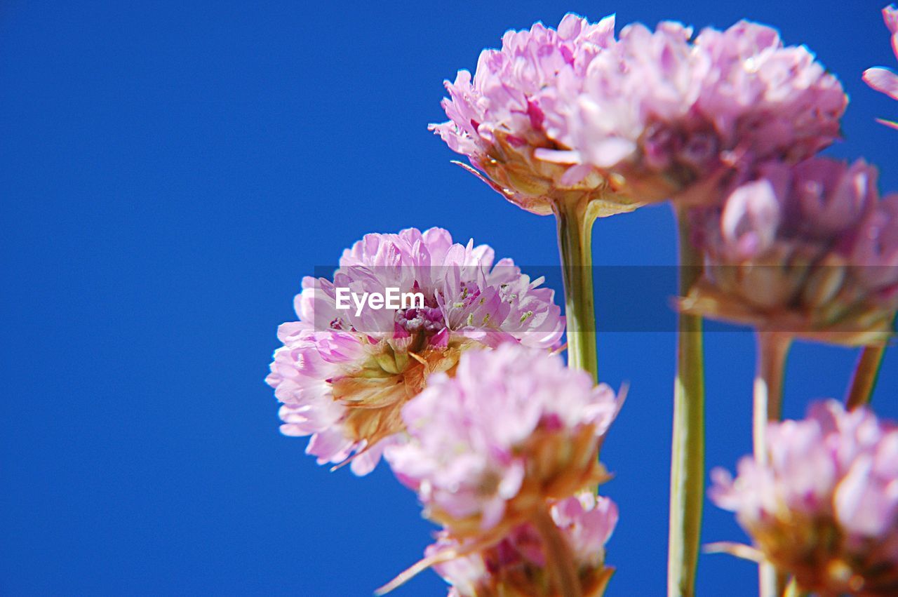 Close-up of pink flowering plant against blue sky