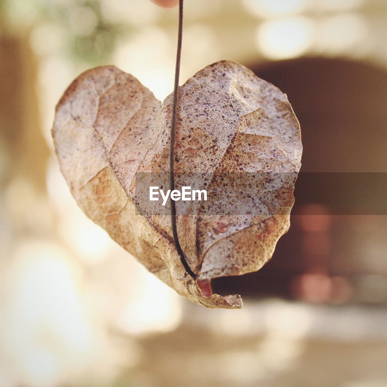 Close-up of love leaf