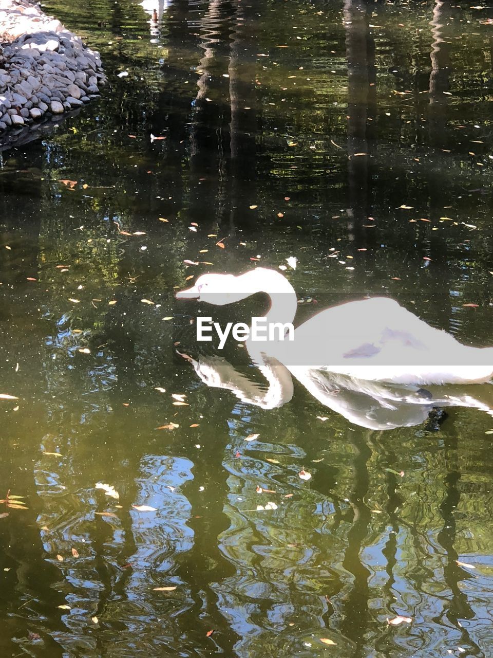 SWAN FLOATING ON WATER