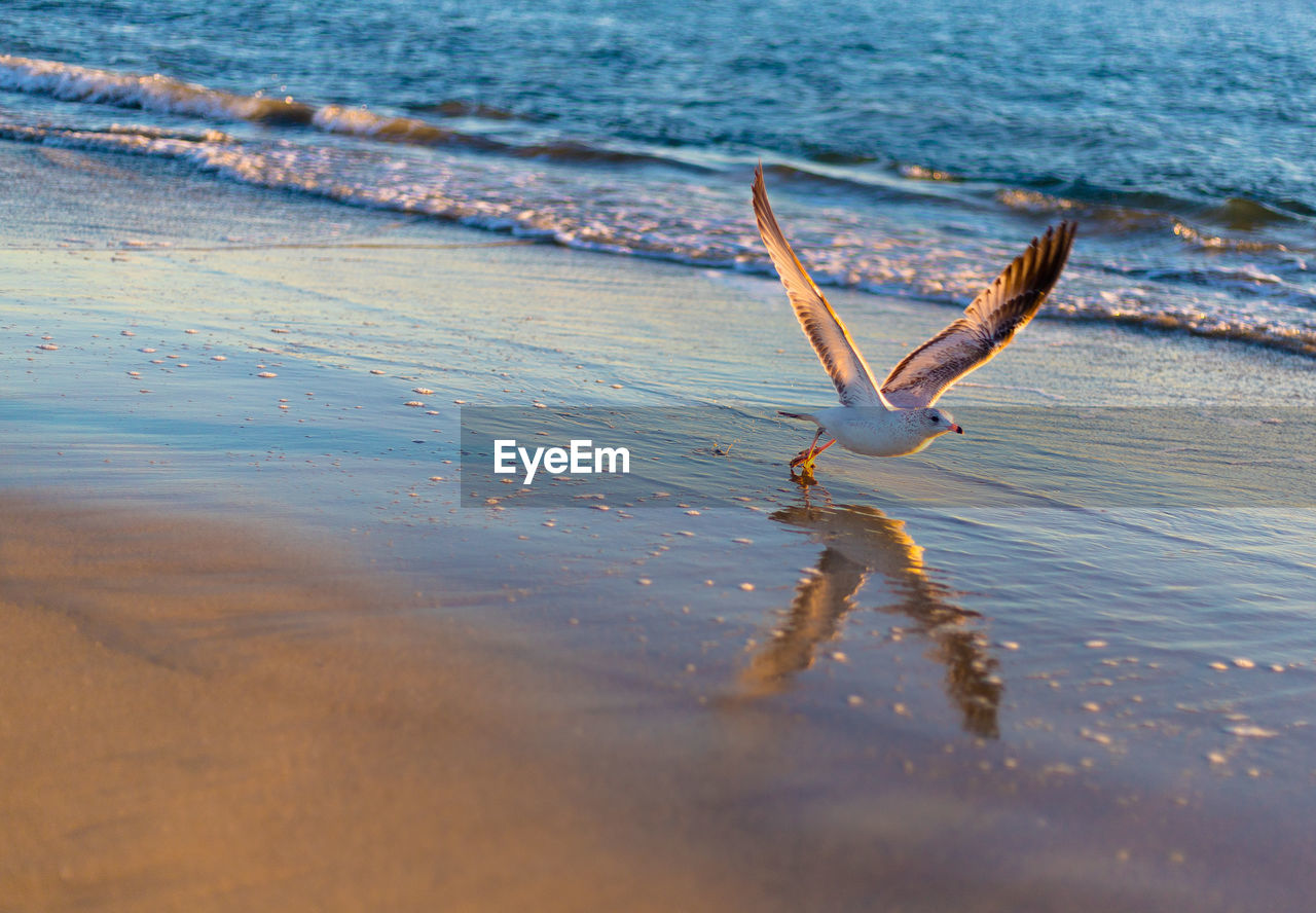 Close-up of seagull taking off at beach