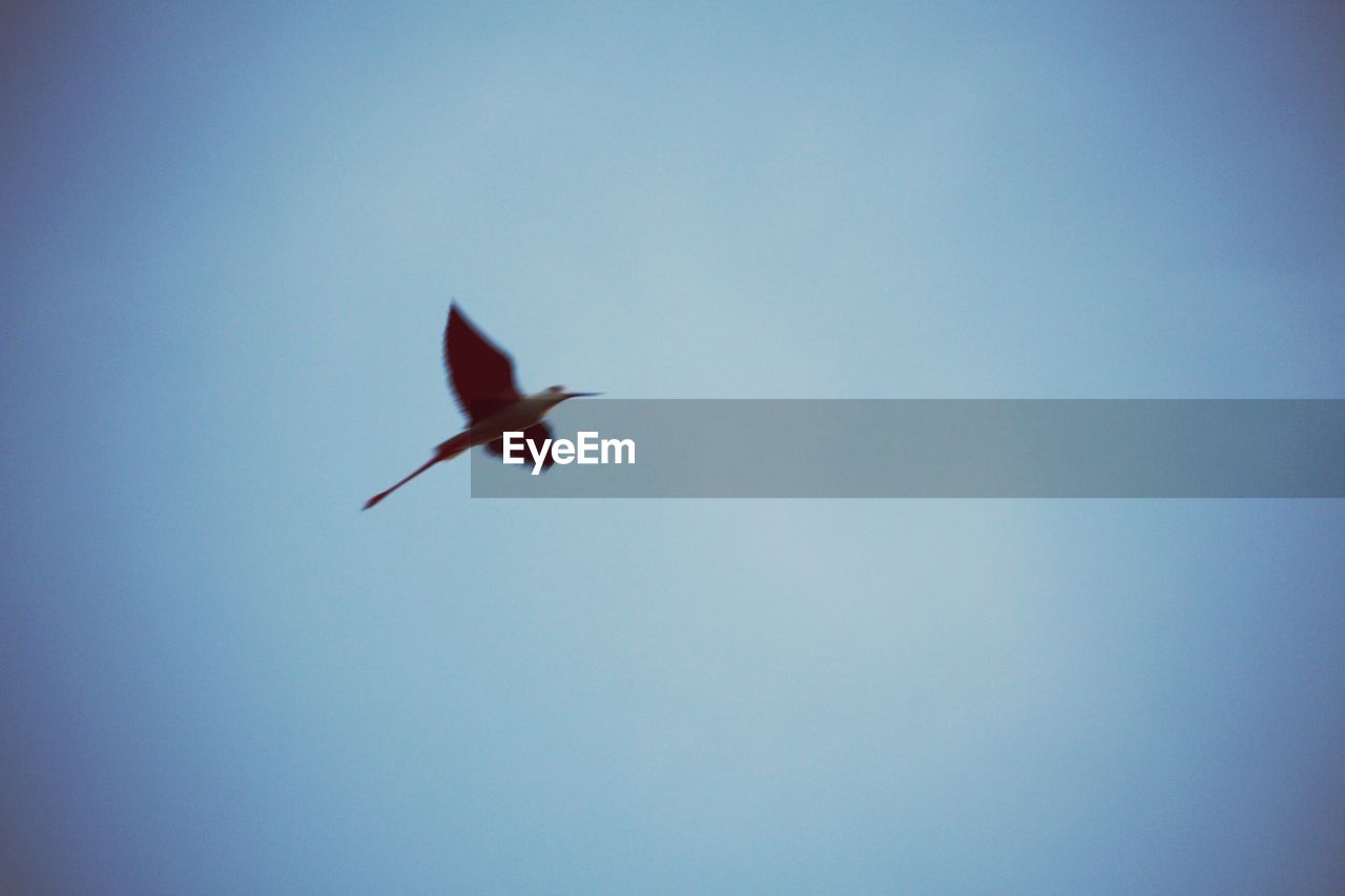 LOW ANGLE VIEW OF BIRD FLYING