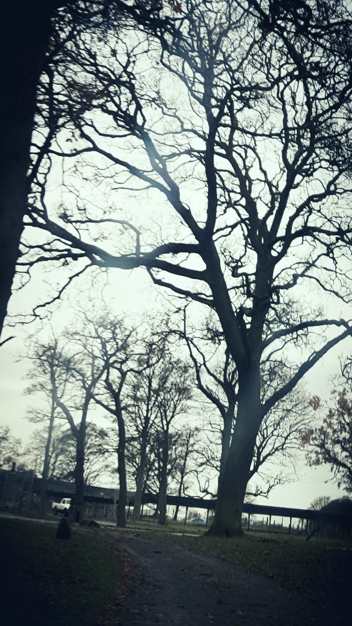 TREES AGAINST SKY