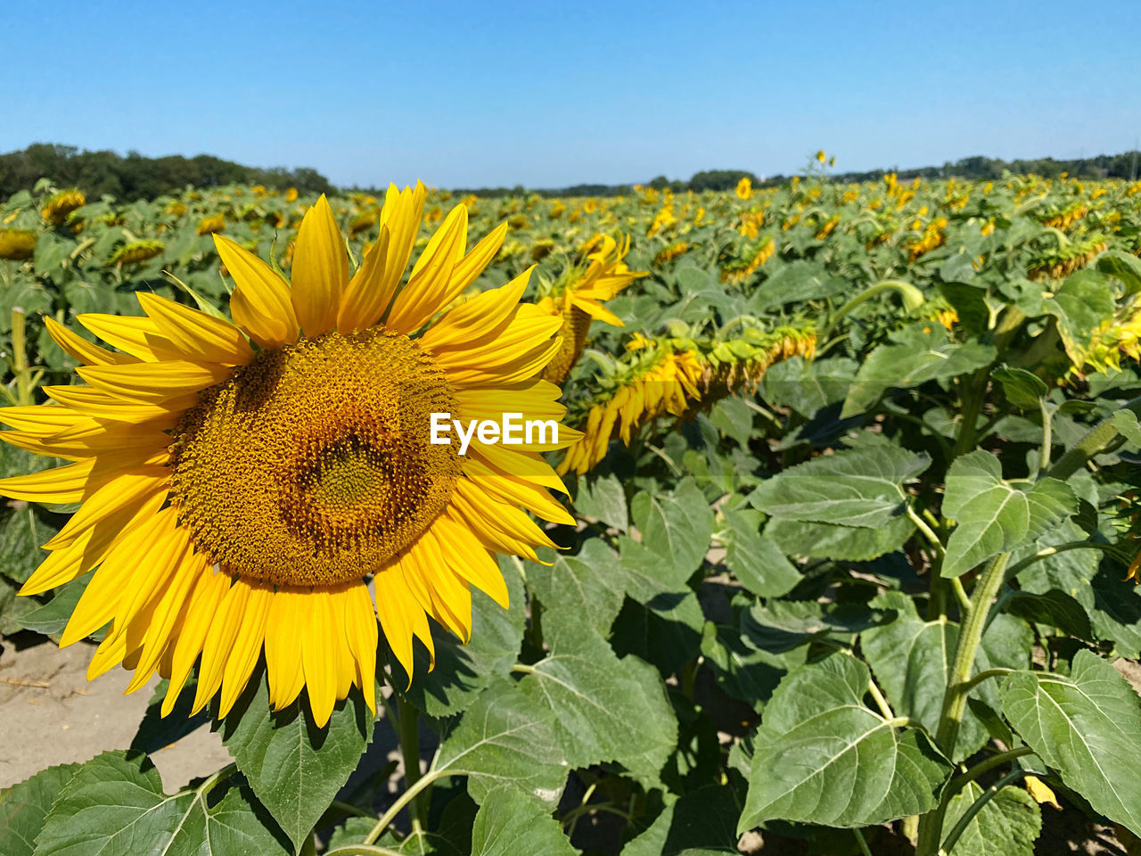sunflower, plant, flower, flowering plant, yellow, landscape, beauty in nature, sky, flower head, freshness, nature, growth, field, rural scene, land, agriculture, inflorescence, sunflower seed, petal, environment, clear sky, leaf, plant part, crop, farm, no people, scenics - nature, fragility, sunny, summer, sunlight, abundance, blue, horizon over land, horizon, day, springtime, outdoors, vibrant color, asterales, botany, close-up, tranquility, cloud, blossom, green, urban skyline, pollen, idyllic, non-urban scene, travel, travel destinations, copy space, food and drink, food, landscaped