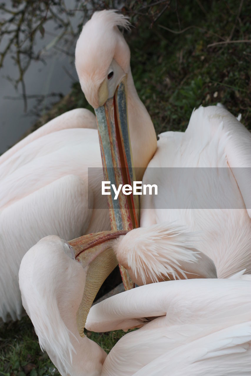 Close-up of pelican on field