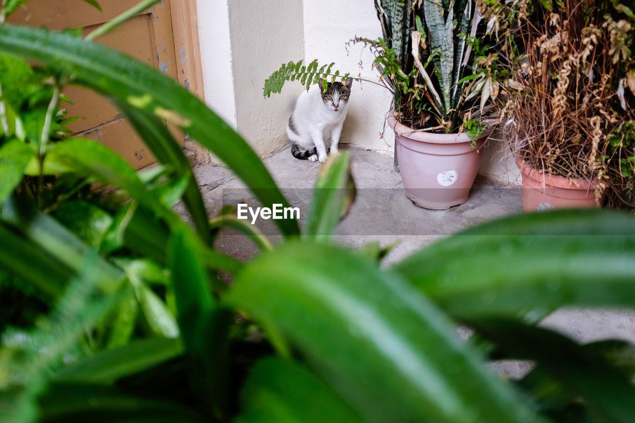 Close-up of potted plants in yard