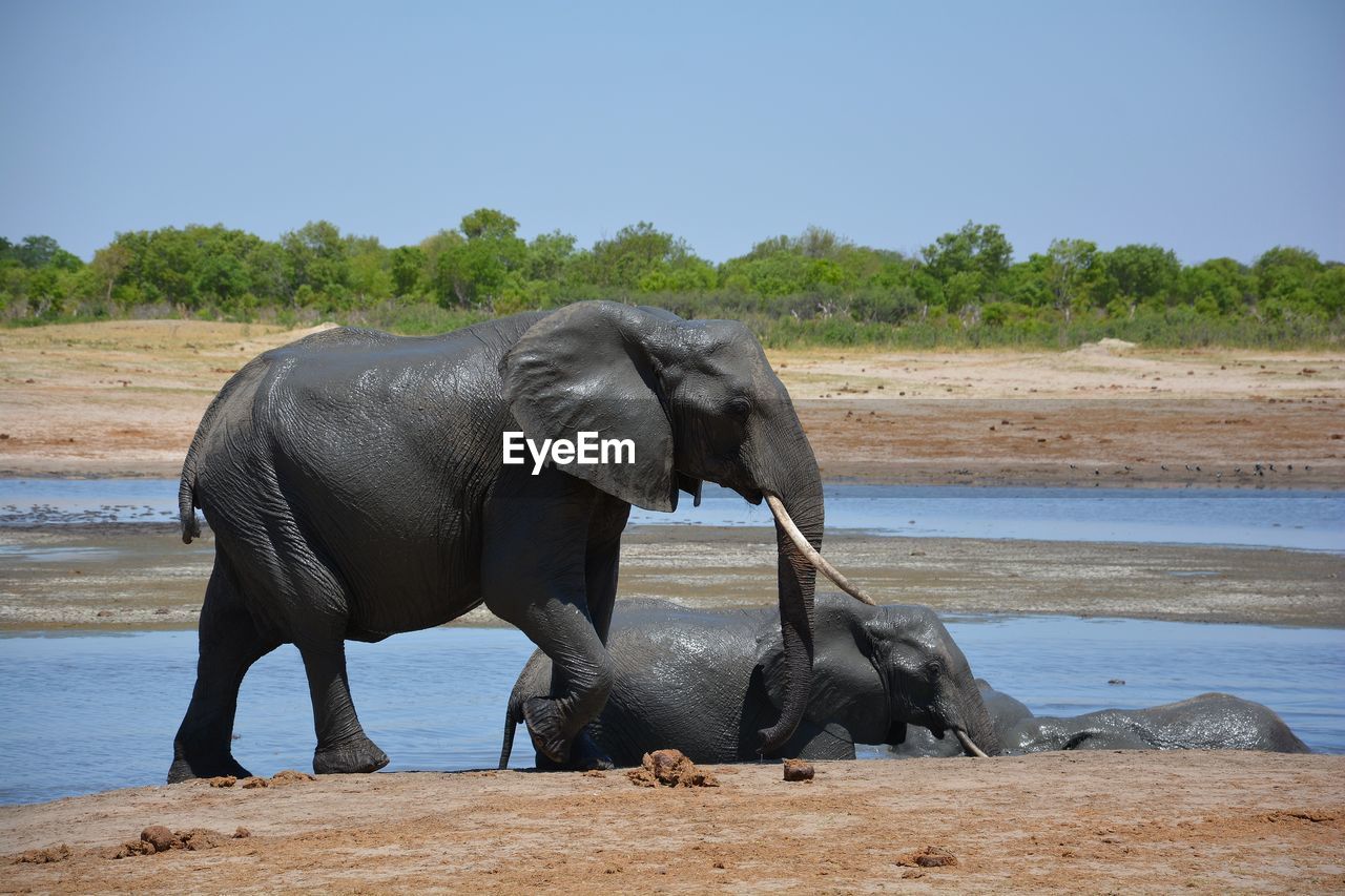 ELEPHANT ON RIVERBANK AGAINST SKY