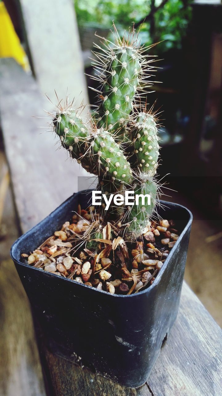 CLOSE-UP OF CACTUS POTTED PLANT