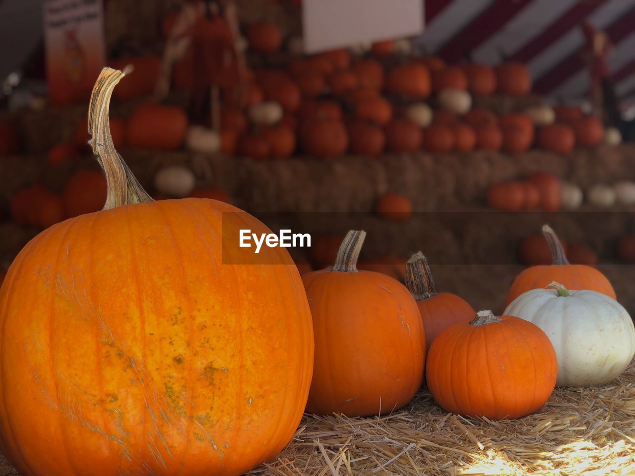 CLOSE-UP OF PUMPKINS FOR SALE