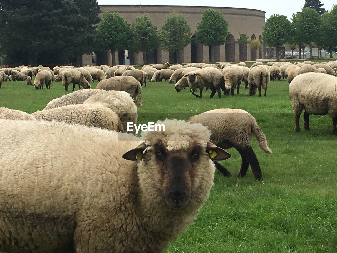 SHEEP IN FARM