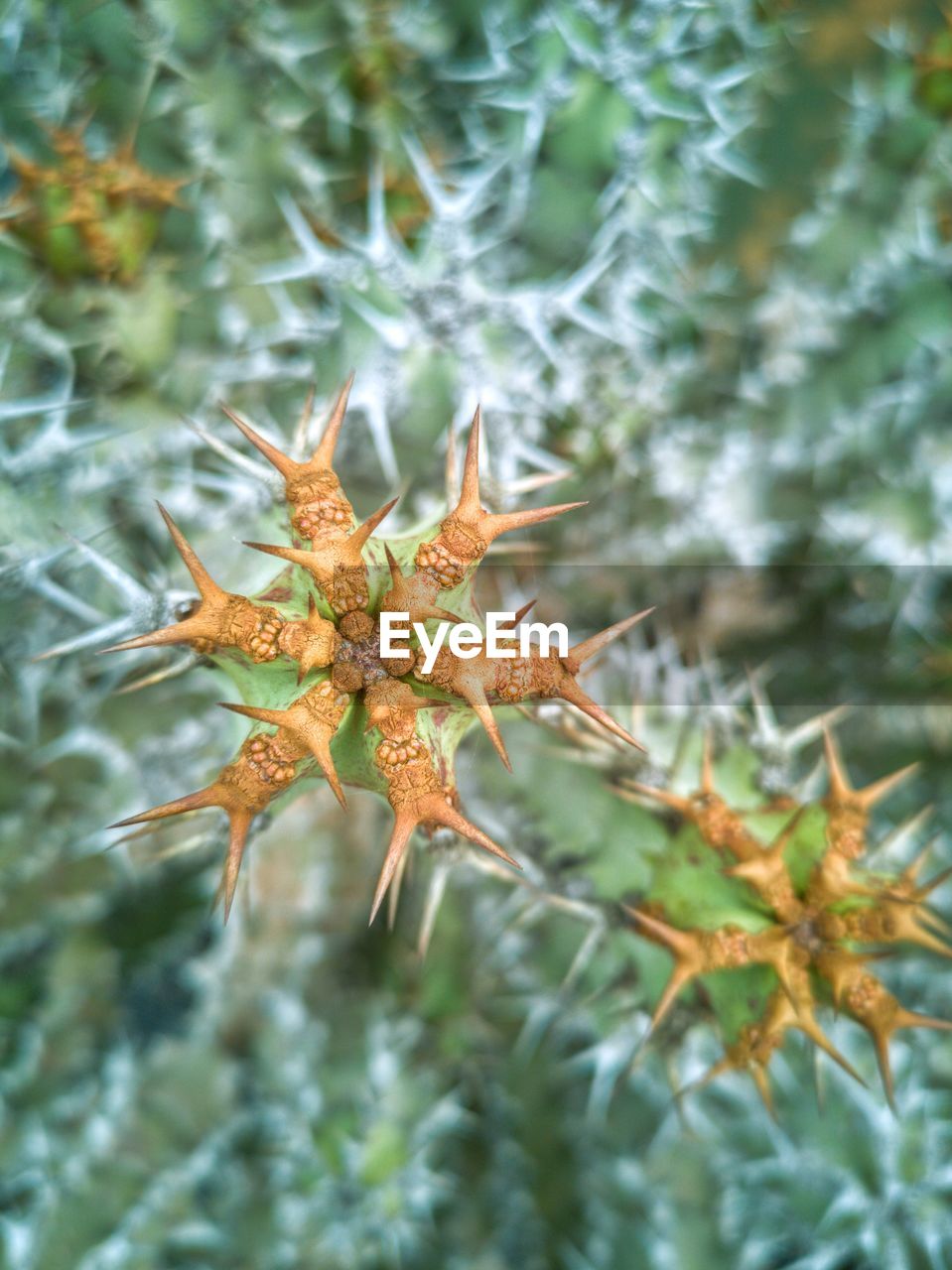 Close-up of flowering plant