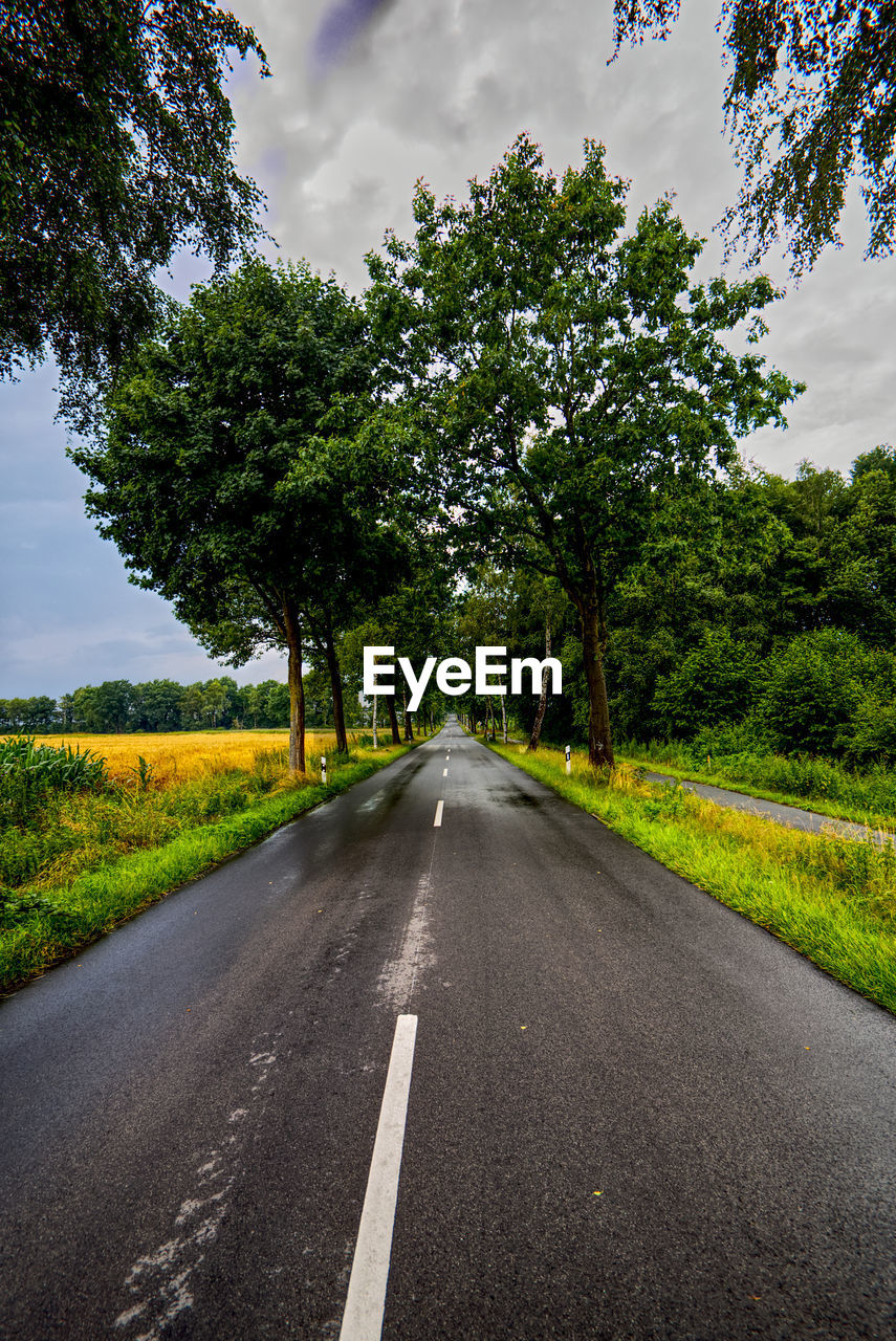 Tree lined road in northern germany