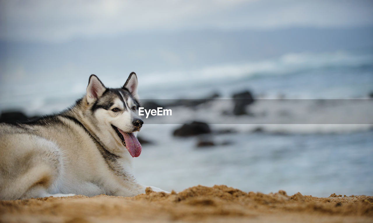 Dog panting while sitting at beach