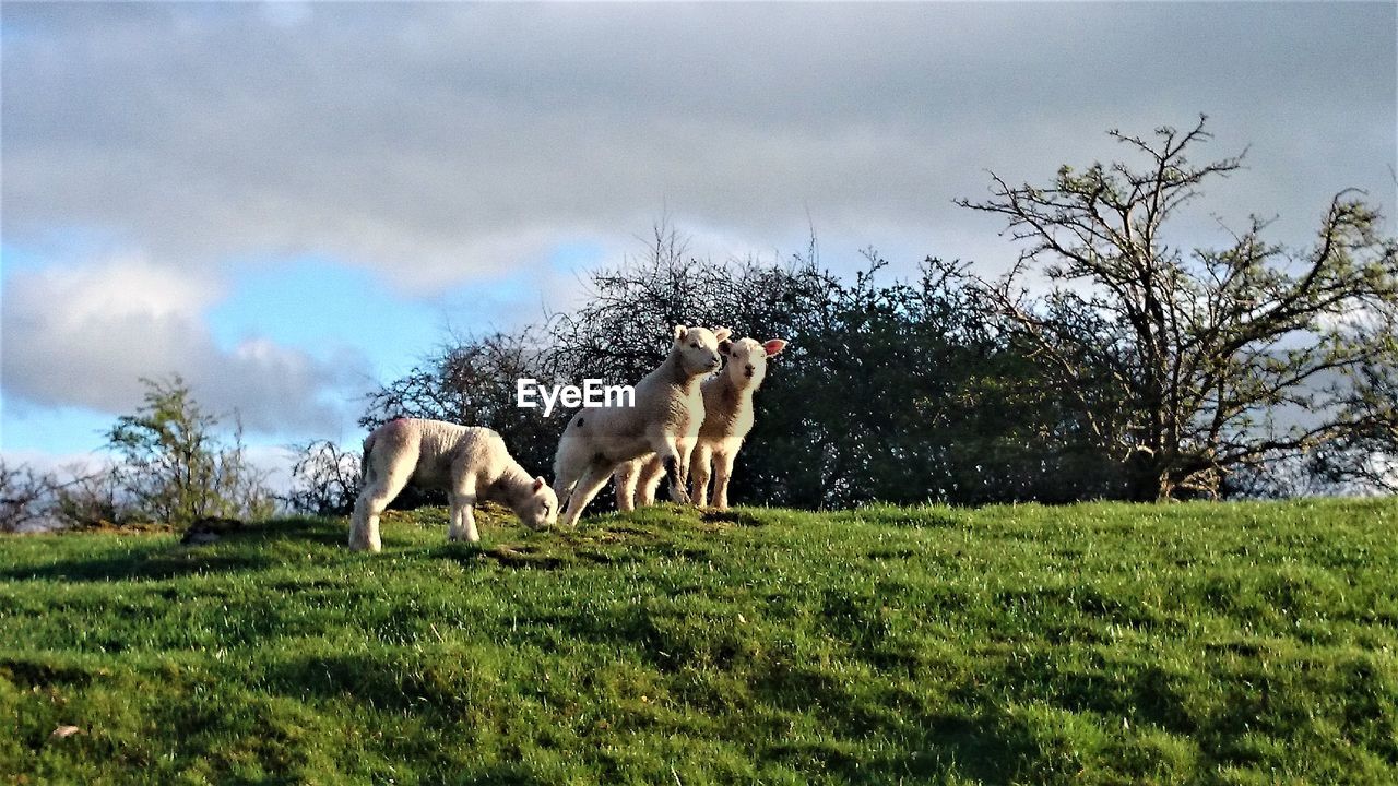 HORSE ON FIELD AGAINST SKY