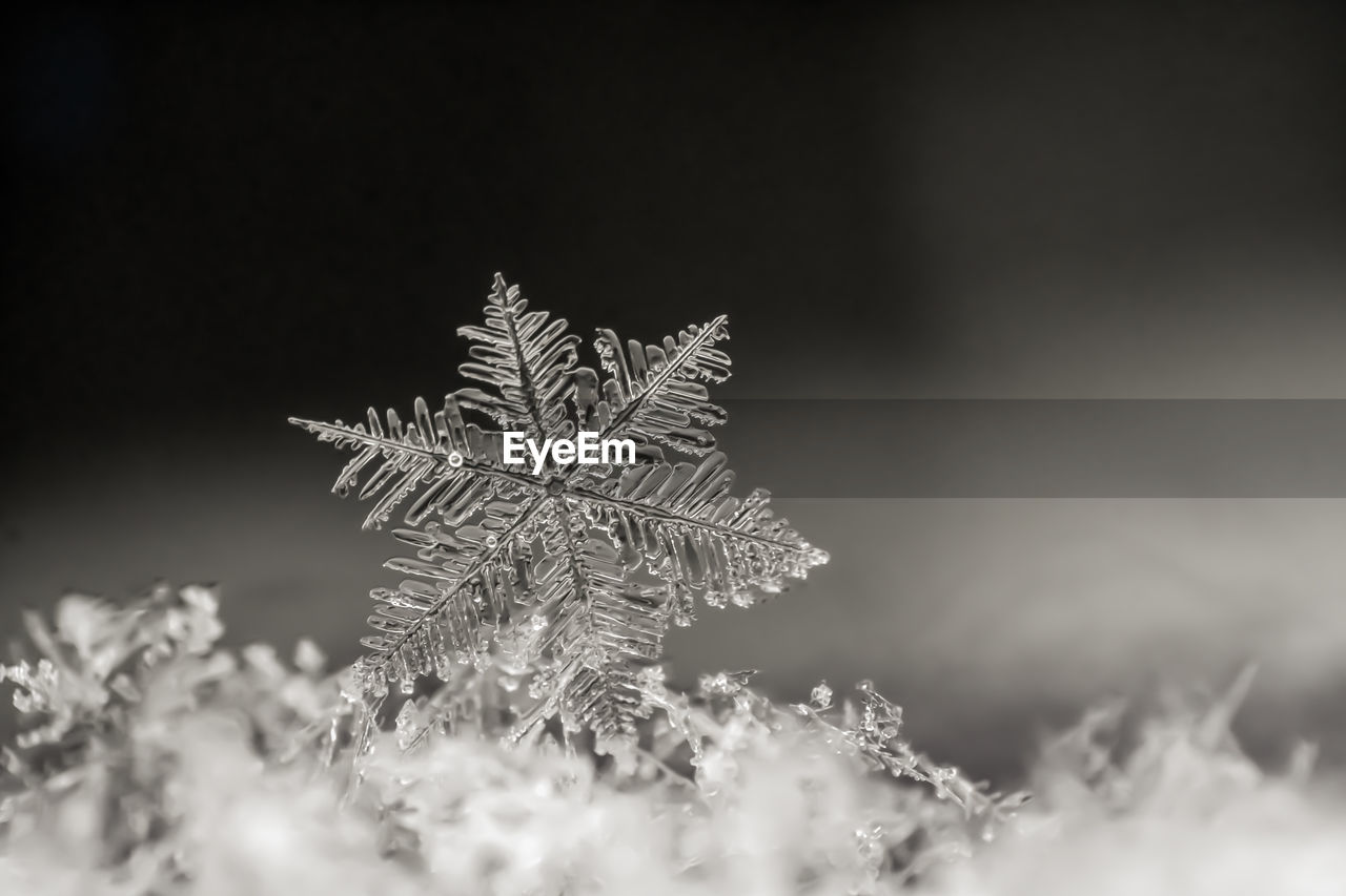 CLOSE-UP OF SNOW ON PLANT