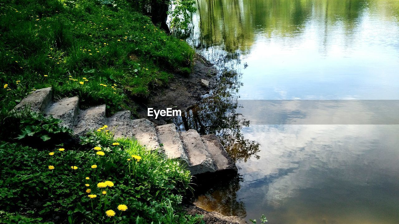 HIGH ANGLE VIEW OF PLANTS GROWING BY WATER