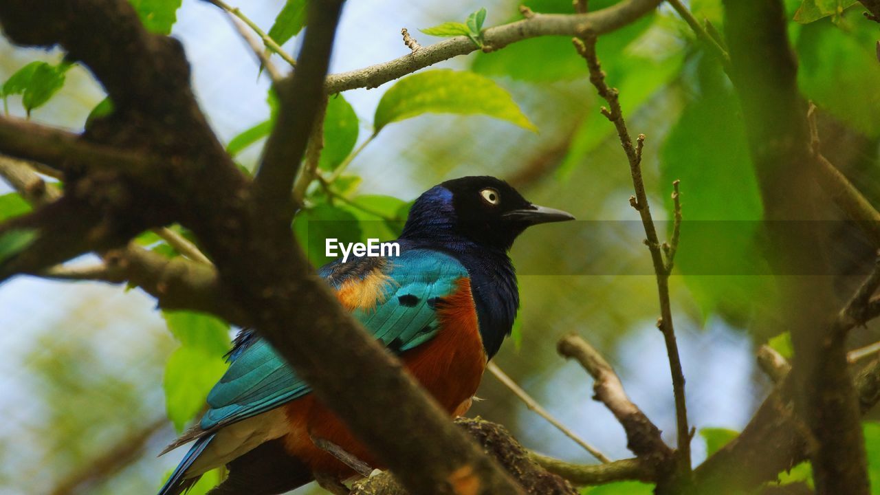 Low angle view of bird perching on tree