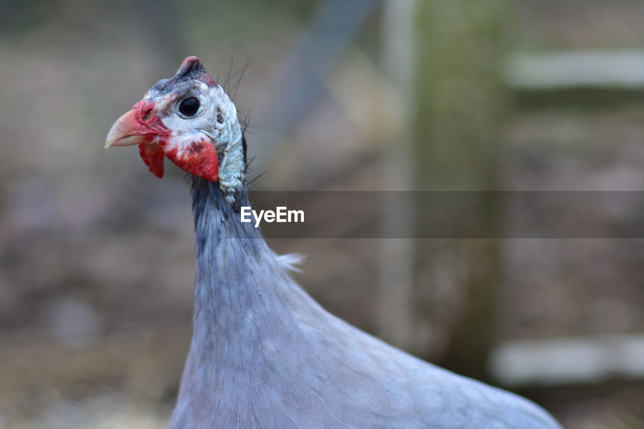 Close-up portrait of a bird