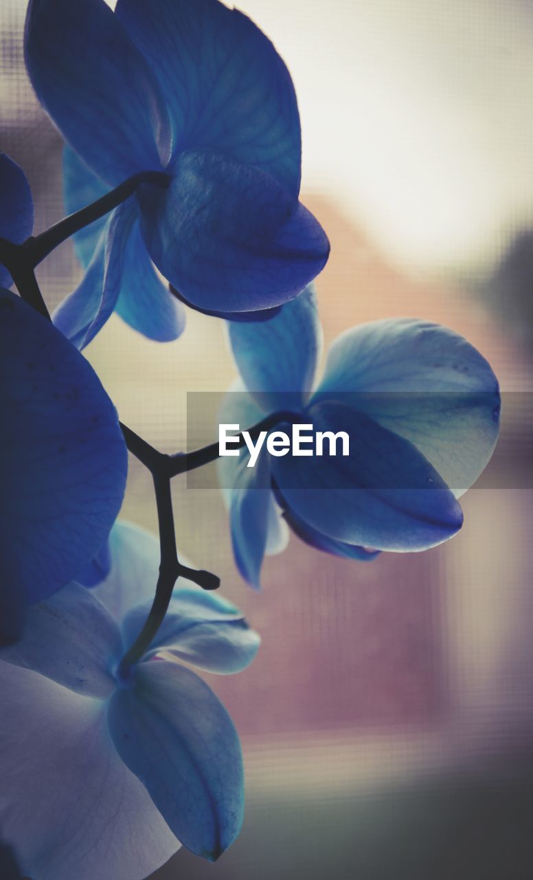 CLOSE-UP OF PURPLE FLOWERING PLANTS