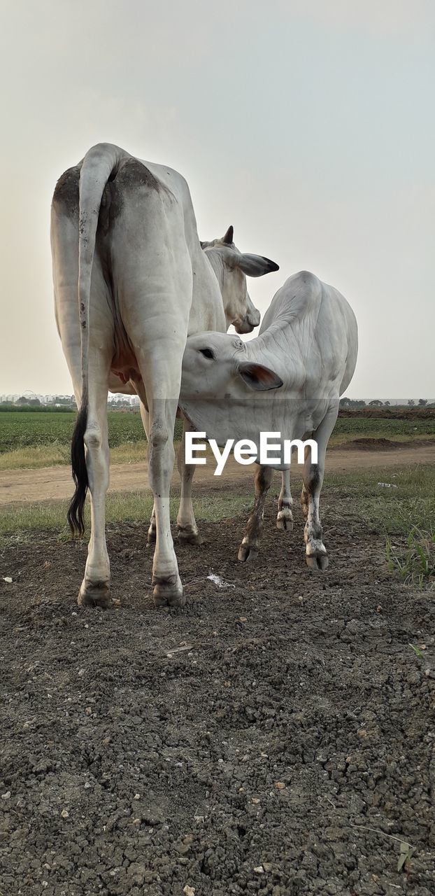 HORSES STANDING IN FARM