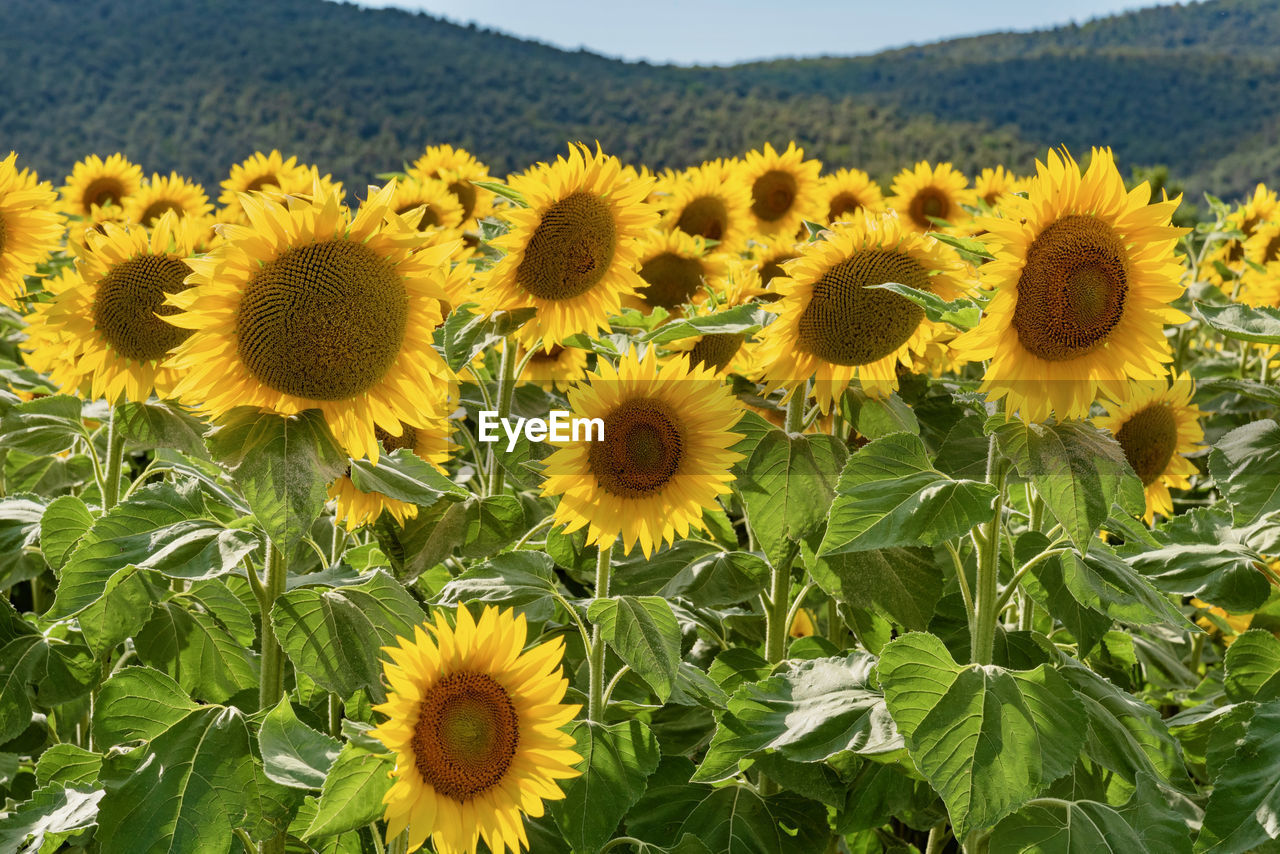 Close-up of sunflowers on field