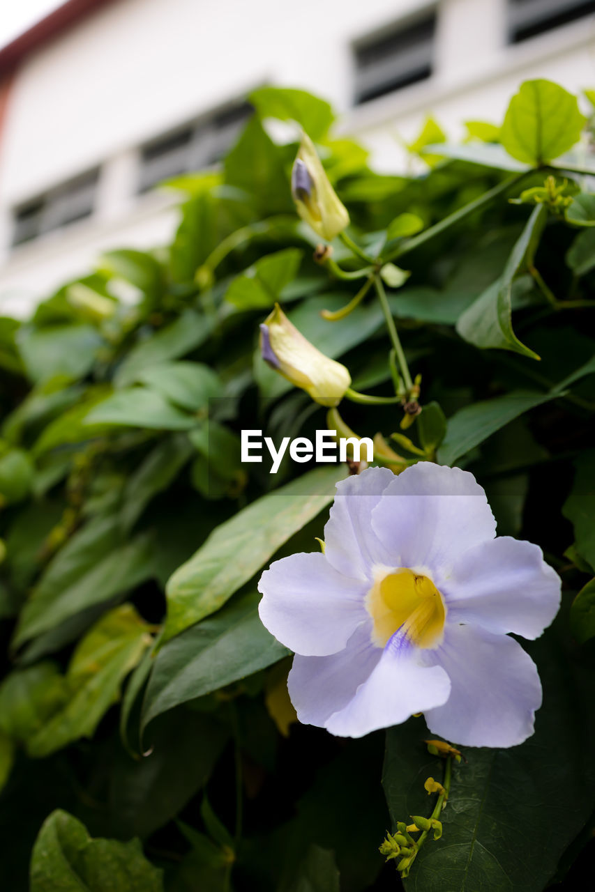 Close-up of white flowering plant