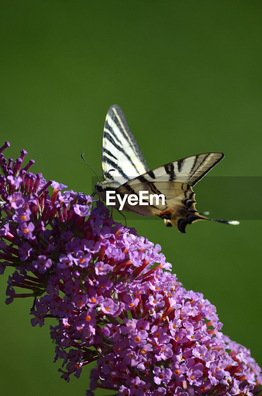 Close-up of butterfly pollinating on purple flower