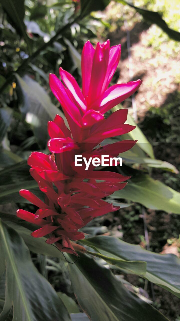 CLOSE-UP OF RED FLOWERS BLOOMING