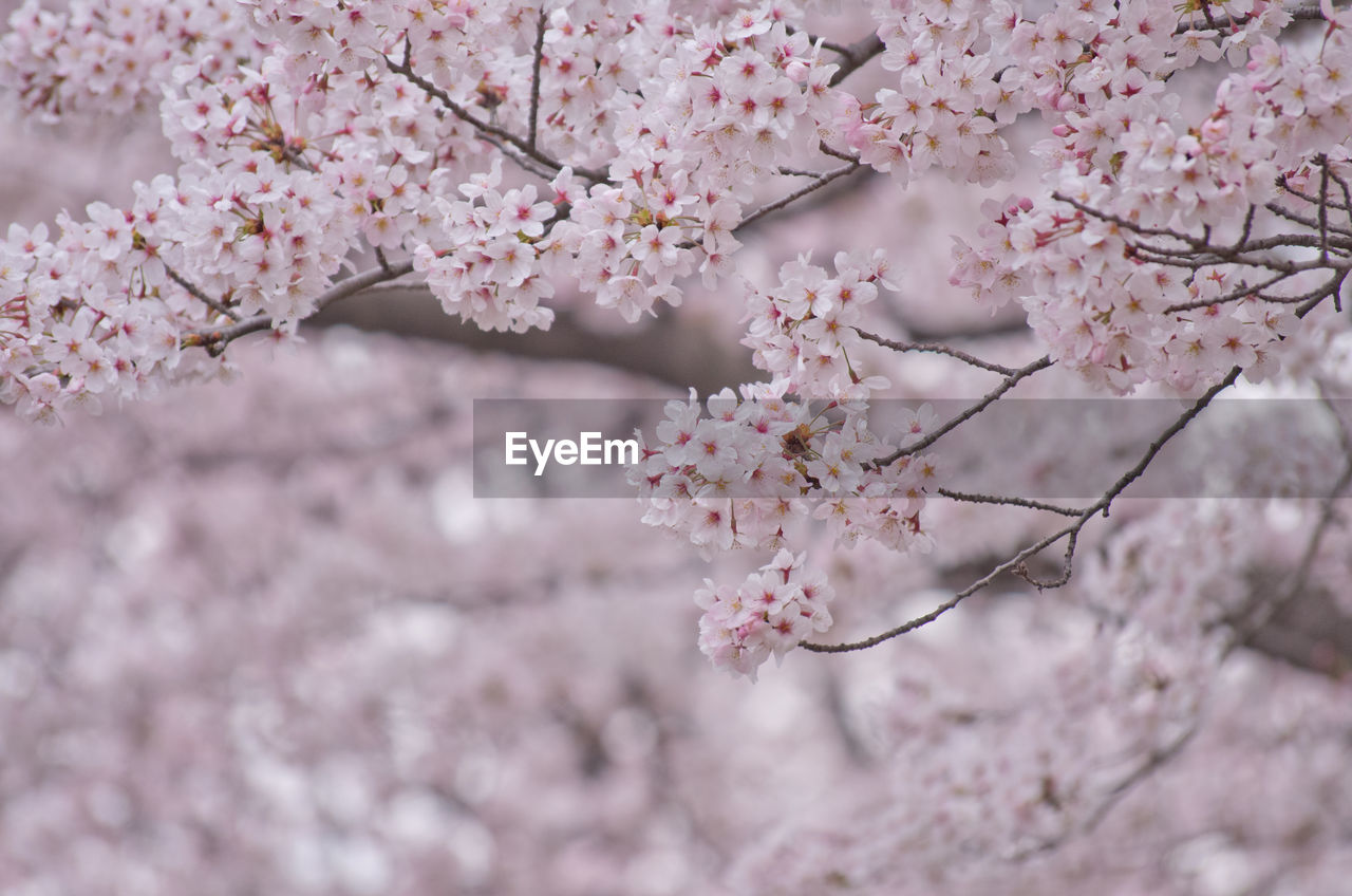 Low angle view of cherry blossom growing on tree