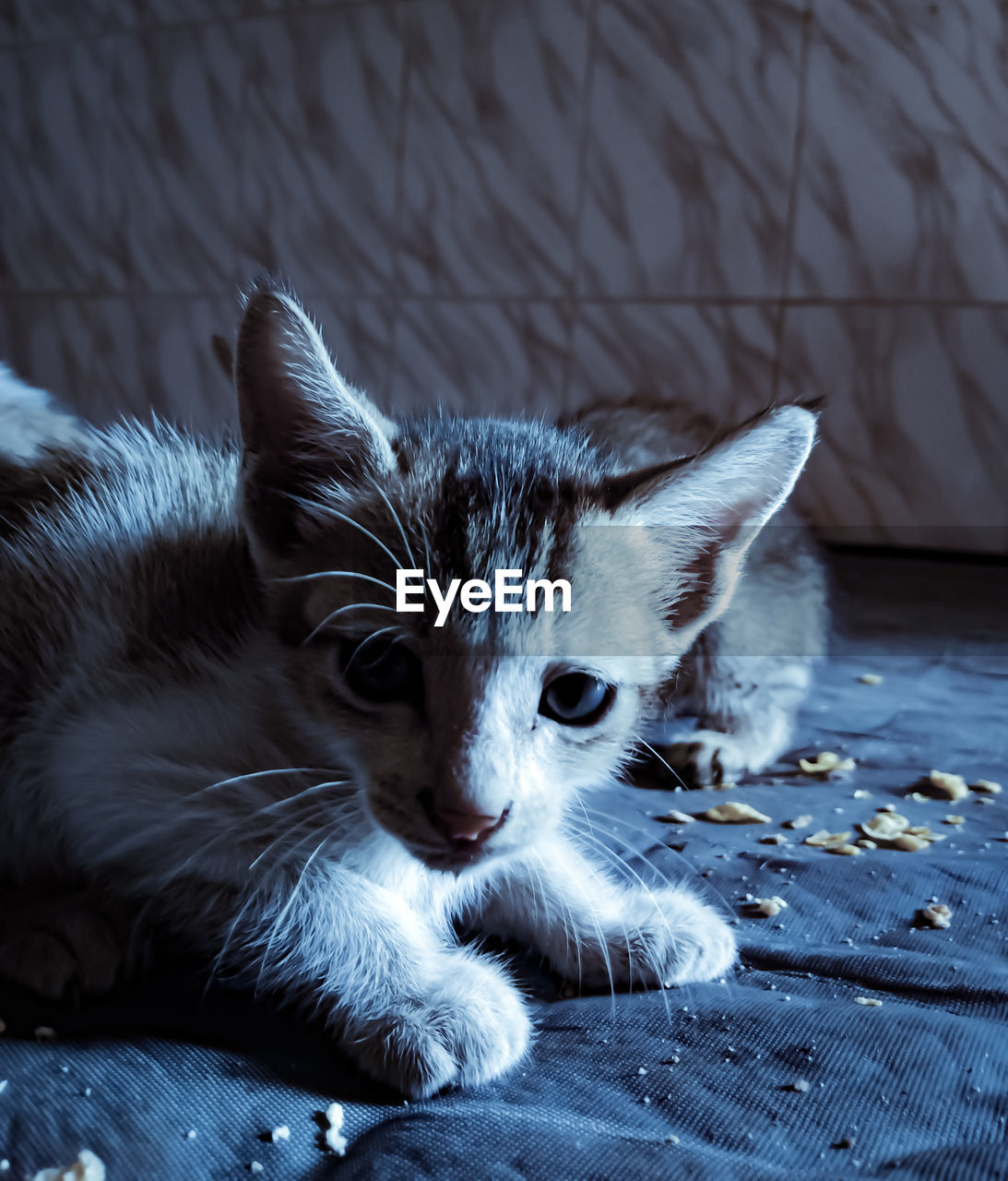CLOSE-UP OF A CAT