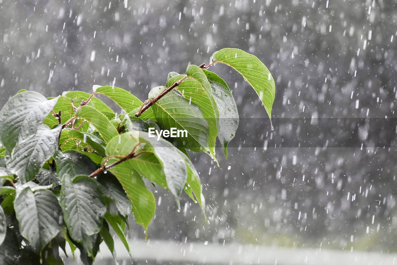 Shower of raindrops