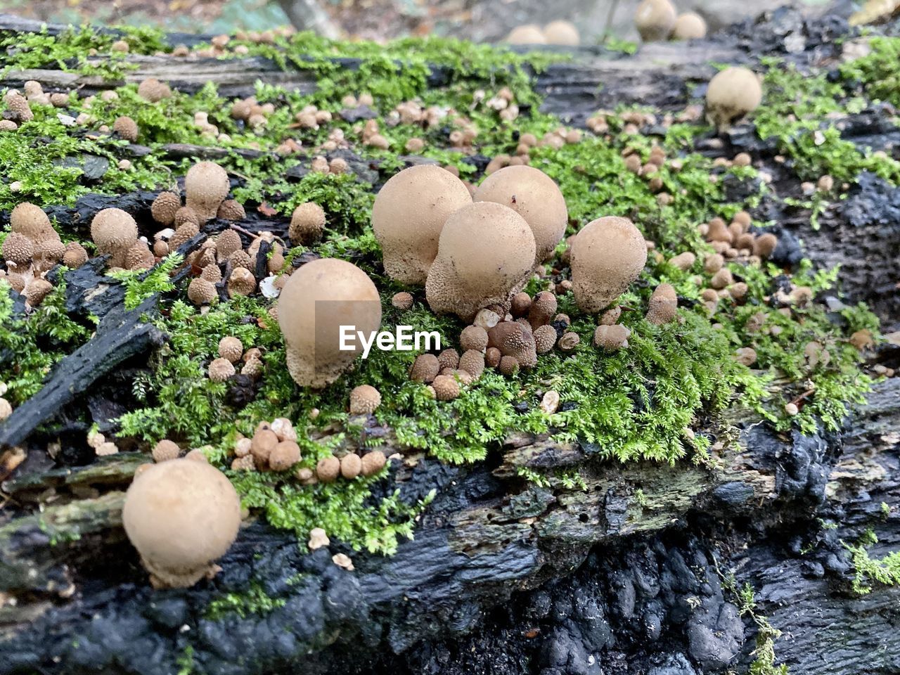 CLOSE-UP OF MUSHROOMS ON FIELD