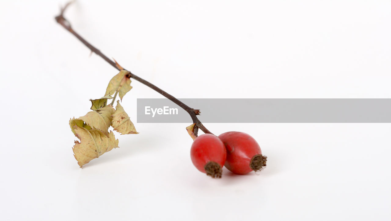 CLOSE-UP OF RED BERRIES OVER WHITE BACKGROUND