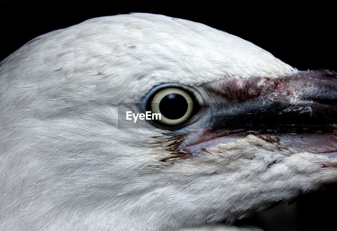 bird, animal, animal themes, beak, one animal, close-up, animal body part, animal head, eye, animal wildlife, animal eye, wildlife, bird of prey, black background, wing, portrait, no people, white, extreme close-up, head, nature