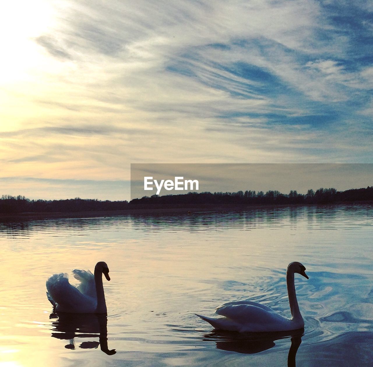 SWANS SWIMMING ON LAKE AGAINST SKY