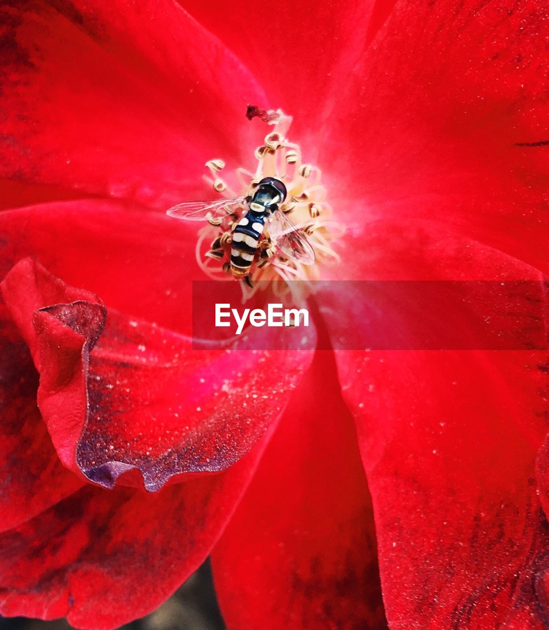 Close-up of fly pollinating on red flower