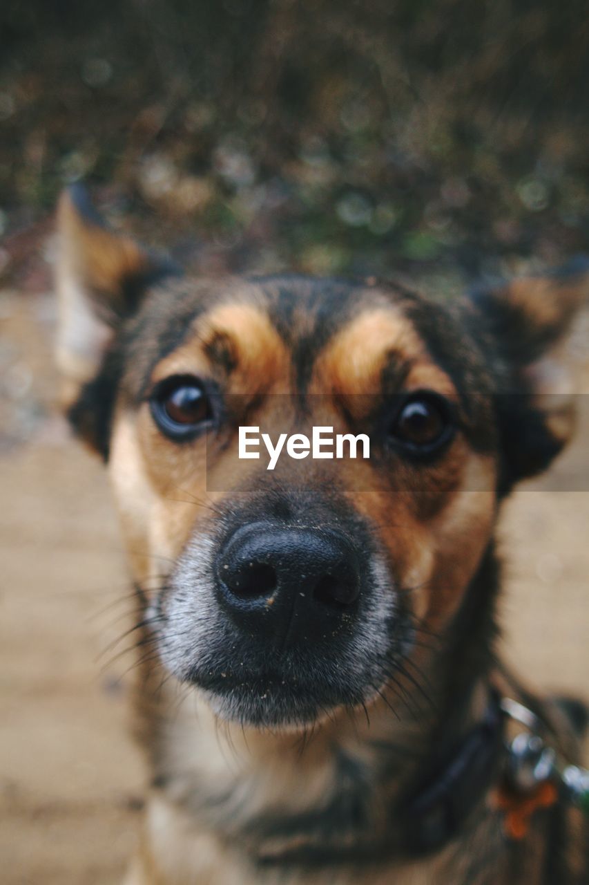 CLOSE-UP PORTRAIT OF DOG ON FIELD WITH MOUTH