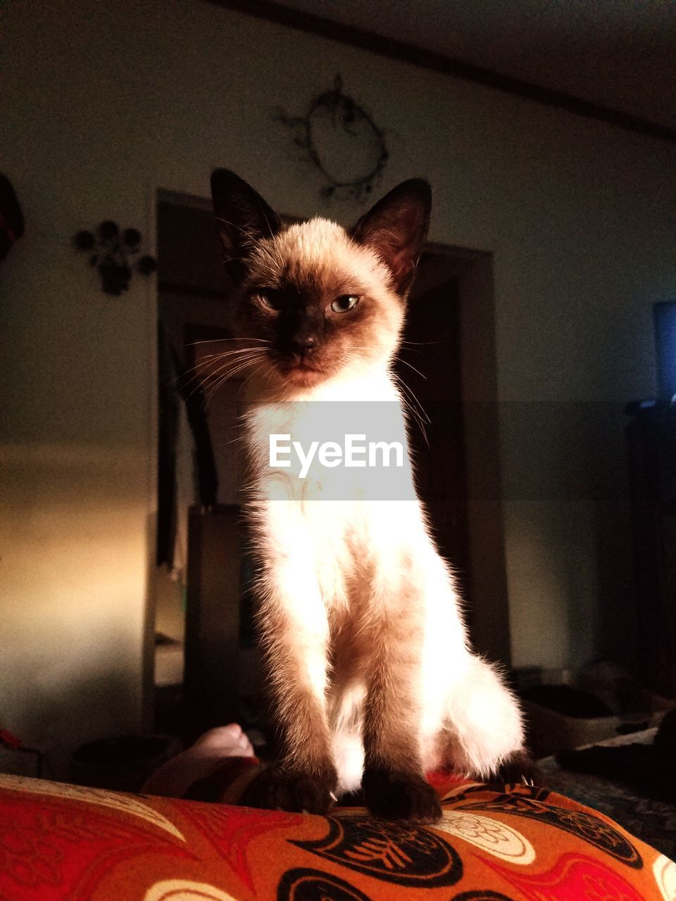 CAT SITTING ON BLANKET AT HOME