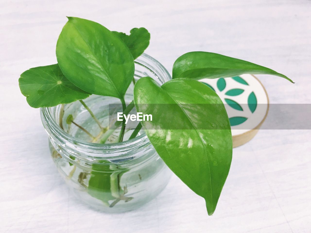 Close-up of plant in jar on table