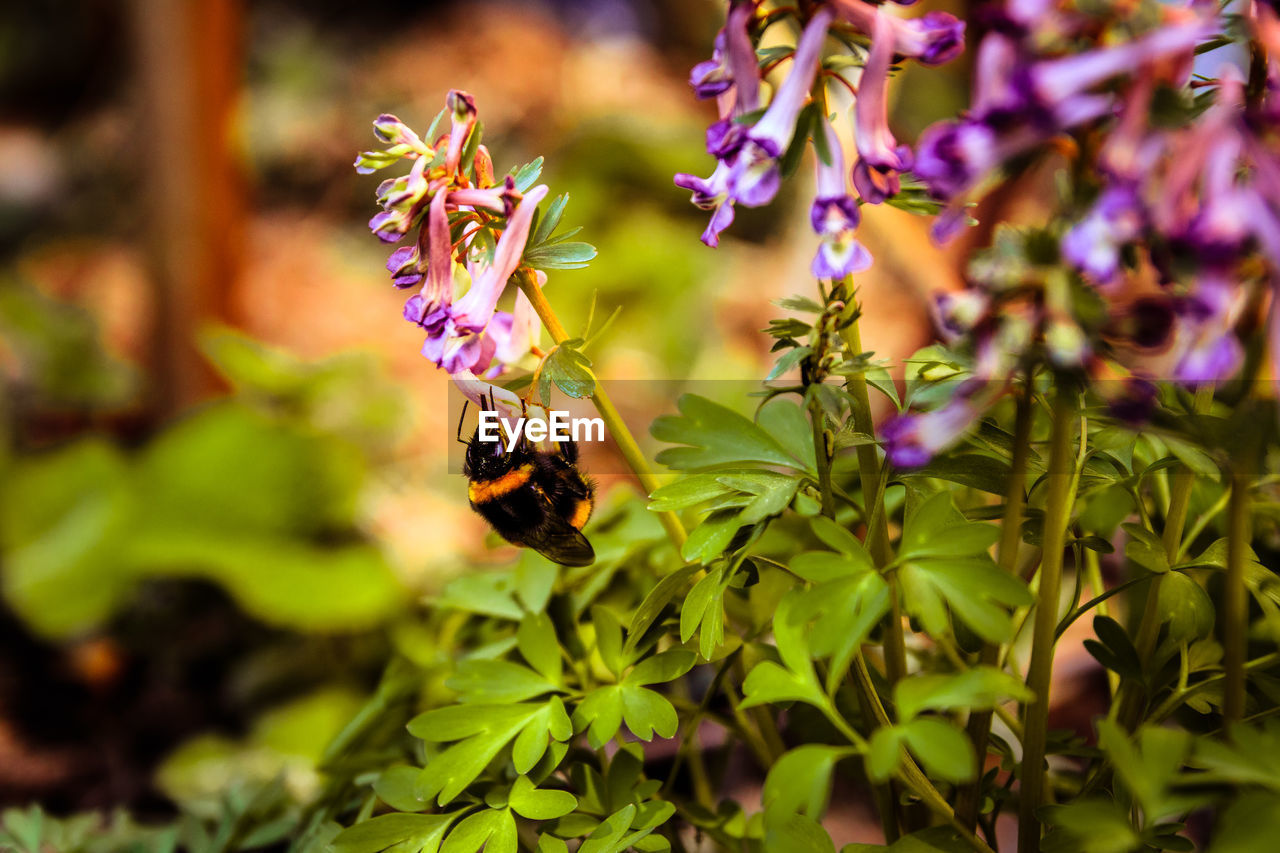 Close-up of bee pollinating on purple flower