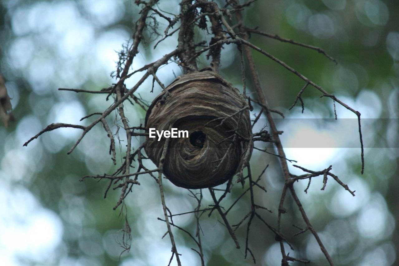 CLOSE-UP OF TREE TRUNK