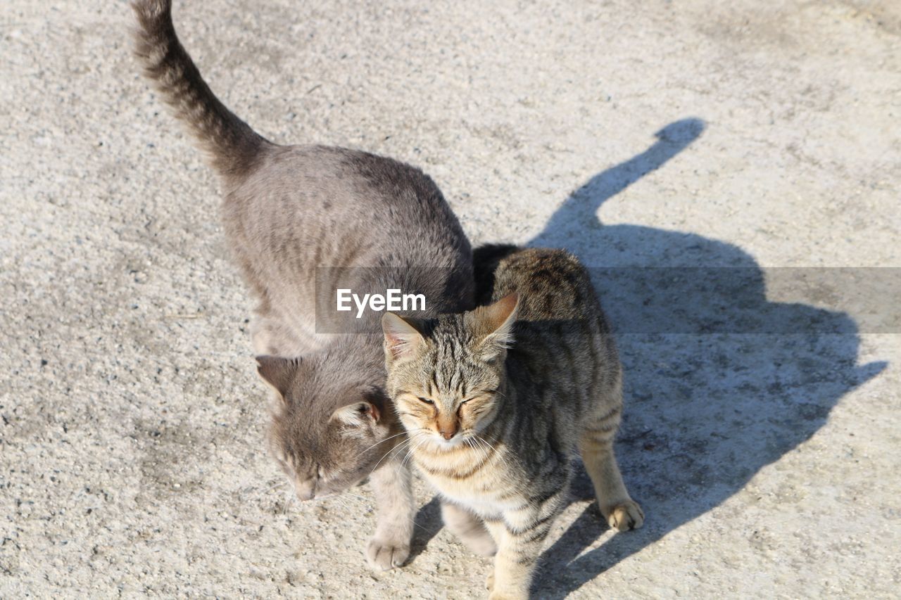 High angle view of cat sitting on shadow