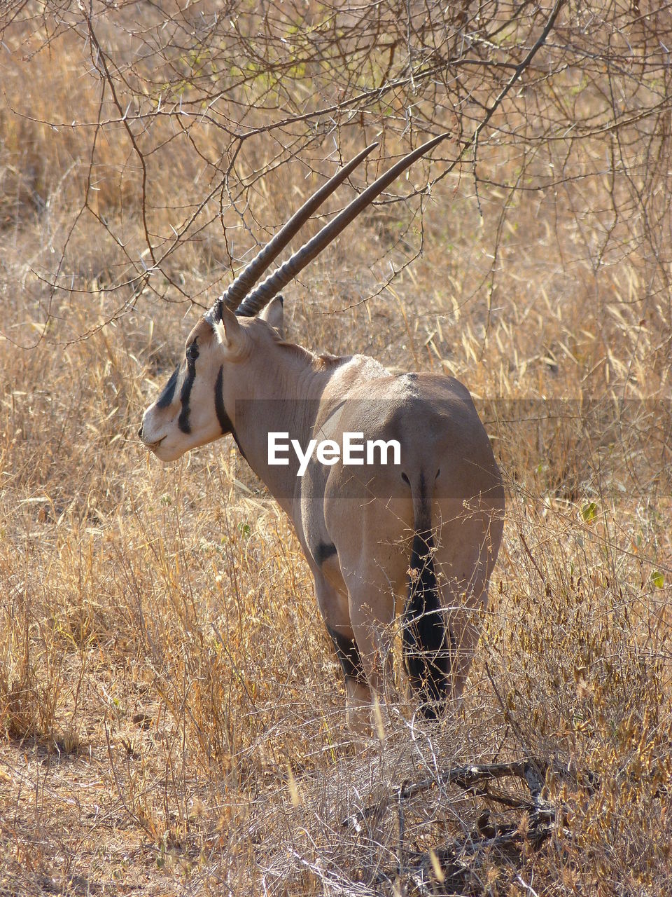 Oryx in the bush