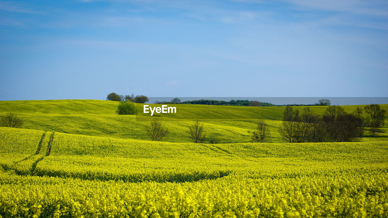 Scenic view of agricultural field against sky