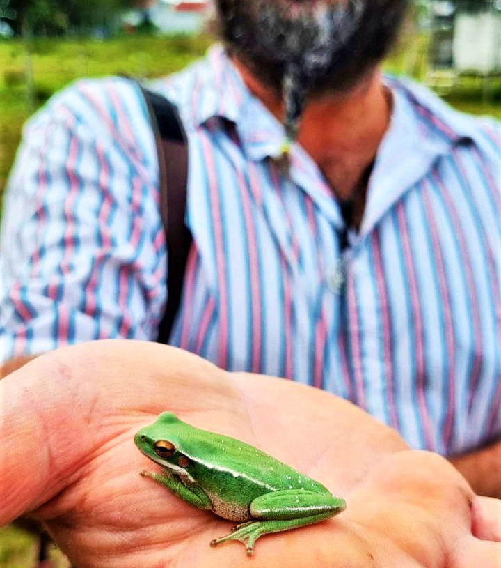 one person, animal, animal themes, men, one animal, hand, holding, adult, animal wildlife, focus on foreground, wildlife, close-up, day, reptile, nature, green, lifestyles, outdoors, food and drink, insect, plant