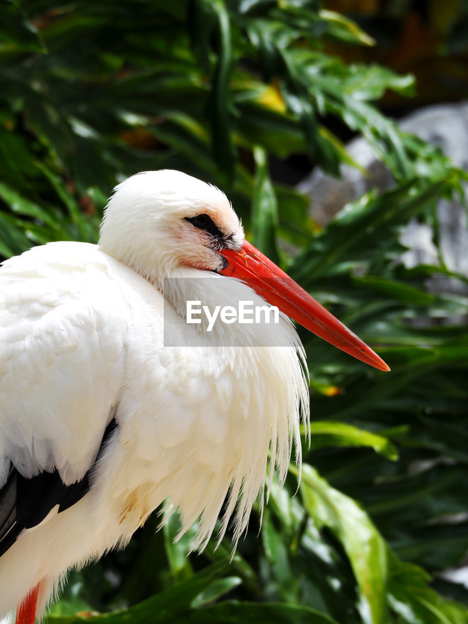 Close-up of stork perching outdoors