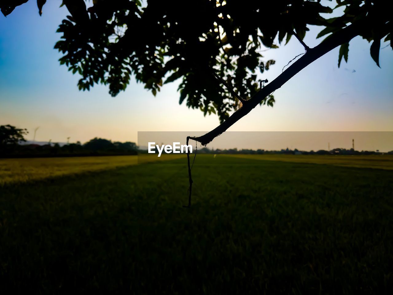 SILHOUETTE TREE ON FIELD AGAINST SKY