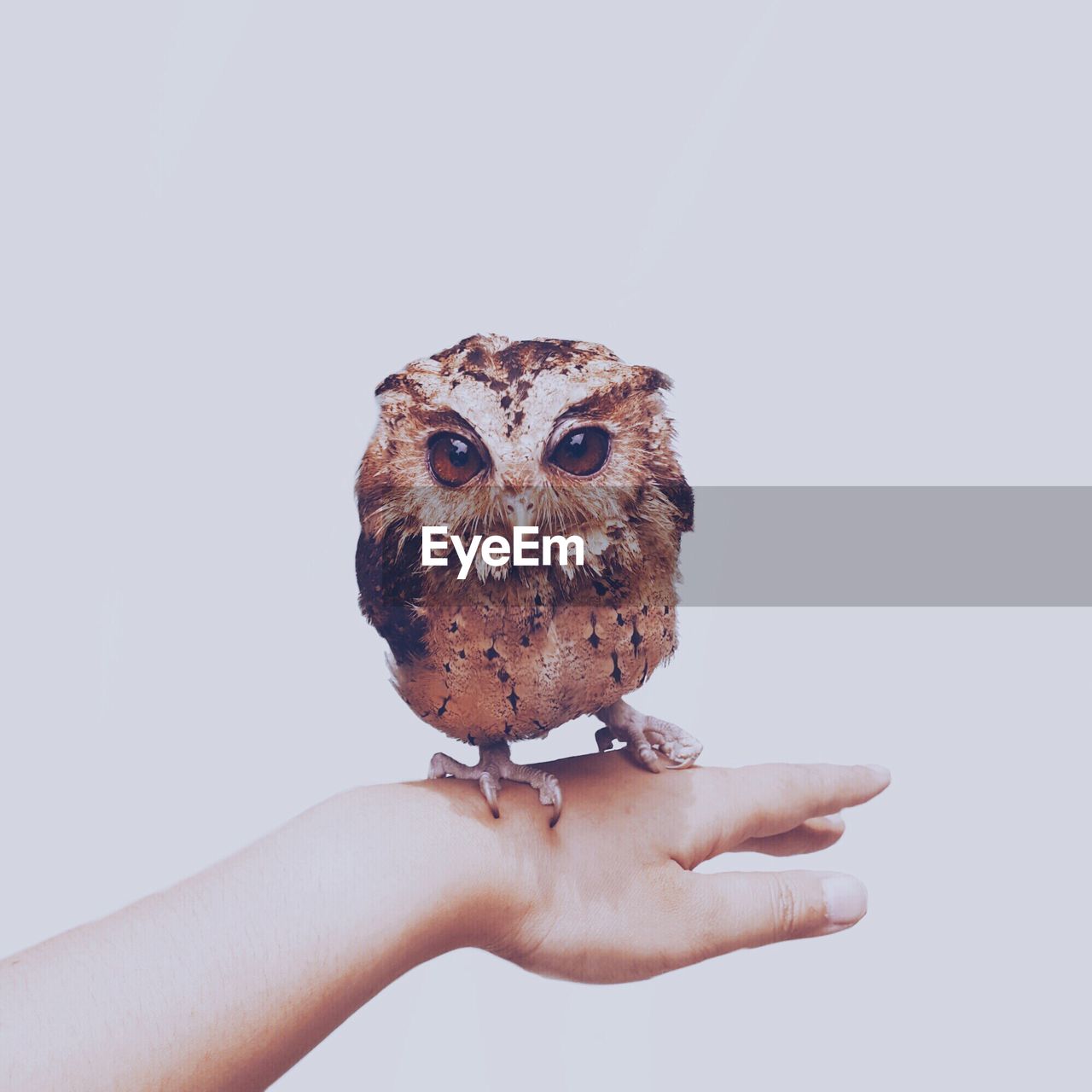 Close-up owl on hand against white background